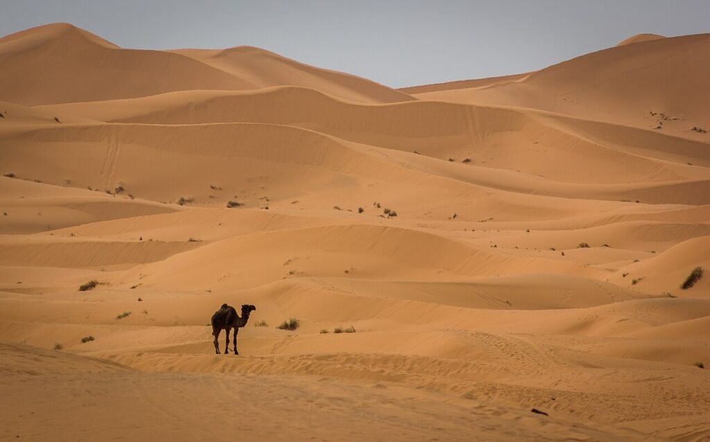 Camel in the Erg Chebbi dunes near Merzouga, Morocco